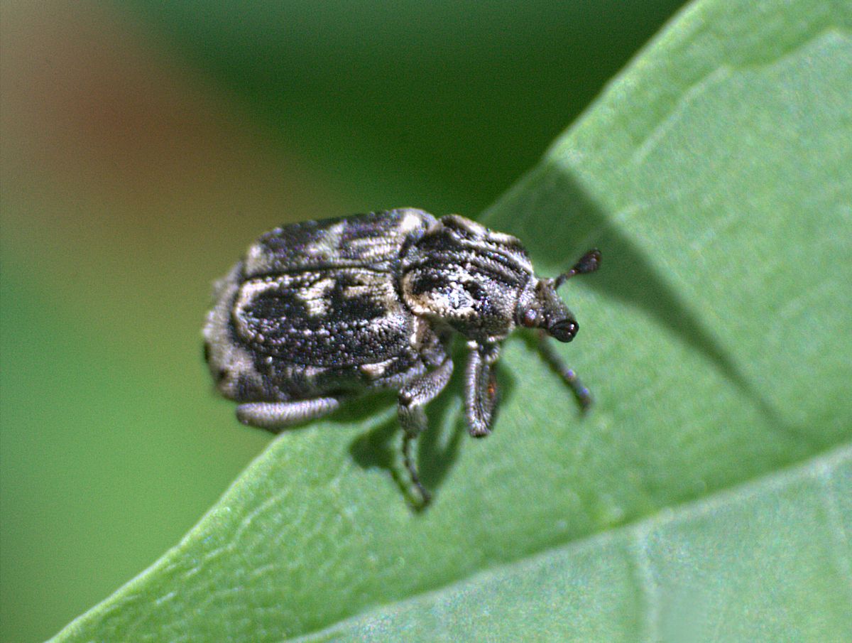 da identificare: Valgus hemipterus